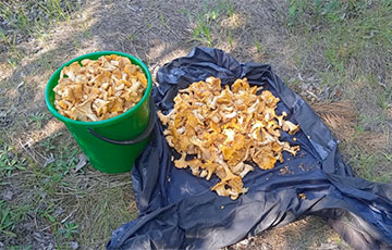 «Пошли красавцы!»: беларусы похвалились урожаем грибов