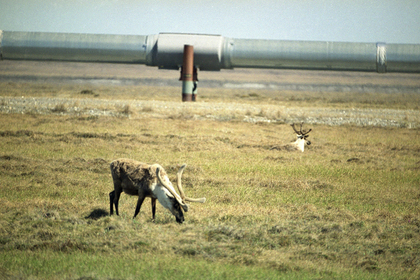 На Аляске пассажирский самолет обезглавил оленя