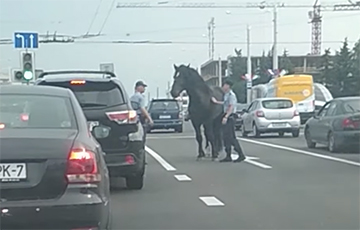 Видеофакт: В Минске милиционеры ловили лошадь на проезжей части