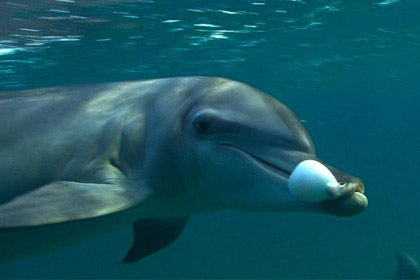 Зоологи нашли у дельфинов наркотики