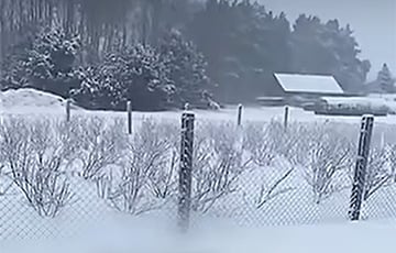 Апрельский снег засыпал клубничные плантации на Полесье