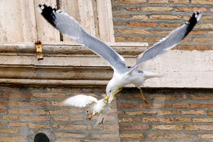 Защитники животных потребовали прекратить полеты голубей мира над Ватиканом