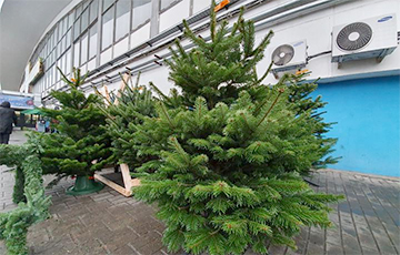 В Минске начали продавать живые елки, но цены кусаются