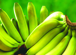 Витебские таможенники «развернули» 20 тонн бананов