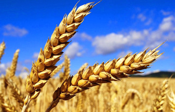 Украина вышла на второе место в мире по экспорту зерна