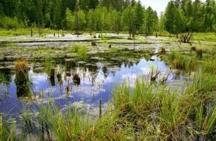 В Беларуси пройдет болотный конгресс