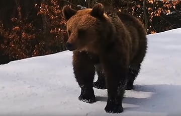 По Беларуси ходит медведь-шатун