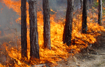 В Московии массовые лесные пожары: после потопов на Сибирь обрушилось новая стихия