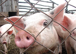 Беларусь ограничила ввоз свиней из России