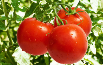 Что посадить на грядке рядом с помидорами, чтобы улучшить их здоровье и вкус