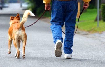 Анекдот в Малиновке: на месте для выгула собак установили табличку, запрещающую выгул собак