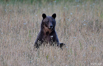 В Витебской области резко выросло число медведей в лесах