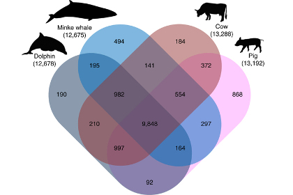 Генетики разобрались с эволюцией китообразных