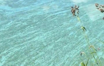 На Нарочи заметили бирюзовую воду с разводами
