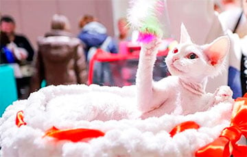 В Минске прошла международная выставка кошек