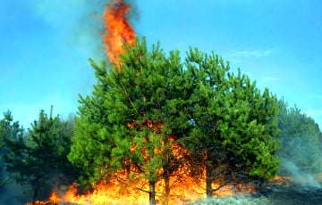 В Греции вспыхнули лесные пожары