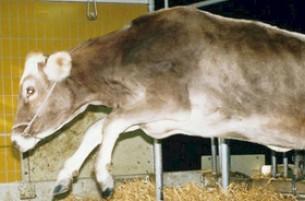 Беларусь ограничила поставки скота из Германии