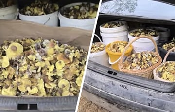 Беларусы багажниками вывозят из леса грибы