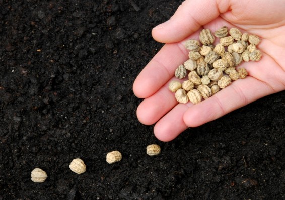 Коллегия ЕЭК одобрила соглашение по обращению семян