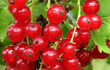 В деревне под Гомелем не собирают ягоду из-за низких закупочных цен