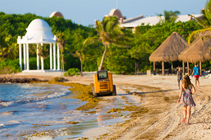 Мексика потратит девять миллионов долларов на очистку пляжей от водорослей