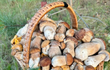 «Все это вызывает восхищение и особый грибной азарт»
