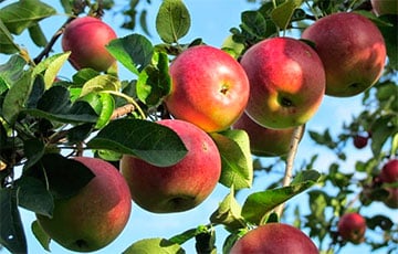 Сколько беларусы могут заработать на яблоках, бруснике и малине?