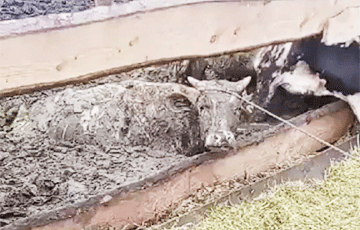 Работники опубликовали шокирующее видео с телятами на ферме в Кормянском районе