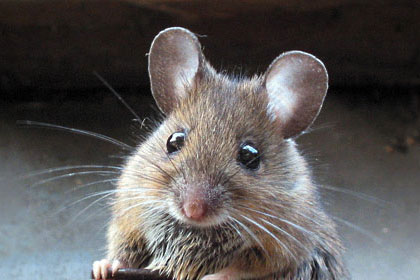 Живодерку из бундесвера оштрафовали за убийство 33 мышей