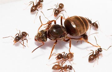 Ученые выяснили, почему королевы муравьев живут годы, а рабочие — лишь месяцы