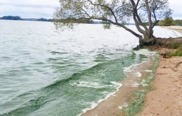 Беларусы обнаружили, что Минское море позеленело