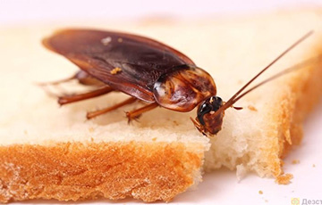 Ученые раскрыли главную тайну тараканов
