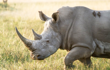 Во Вроцлавском зоопарке маленький олень напал на огромного носорога