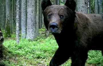 В фотоловушку на беларусском Поозерье попал медведь