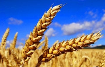 Московия продает украденное в Украине зерно, выдавая его за свое