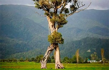 В Новой Зеландии нашли «ходячее дерево», похожее на Энта из «Властелина колец»