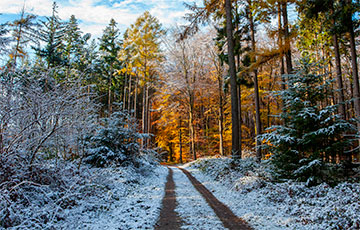 В Беларуси выпал снег, но в 10 районах Гомельской области запрещено или ограничено посещение лесов