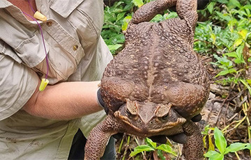 В Австралии нашли самую крупную в мире лягушку