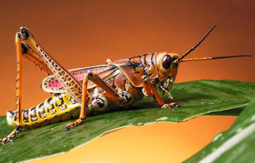 Ученые нашли «коллективный разум» у насекомых