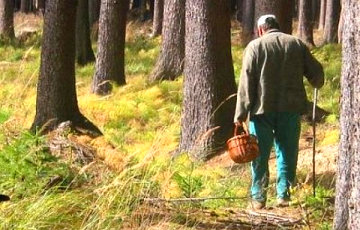 Под Гродно в апреле нашли гигантские грибы