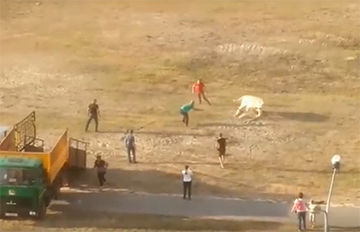 Видеофакт: Побег быка в День города в Гомеле