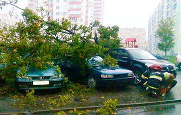 В Минске сильный ветер валит деревья