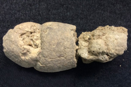 Ископаемые фекалии помогли разрешить давний спор археологов