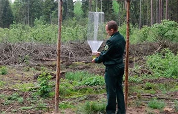 В беларусских лесах заметили странные конструкции