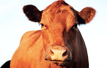 Беларусам предлагают «эксклюзивное» молоко А2 от красных коров