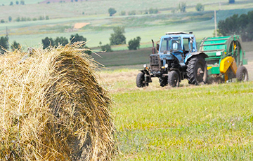 Долги сельского хозяйства в Беларуси побили исторический рекорд