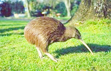 Впервые за 150 лет в столице Новой Зеландии появились на свет птенцы киви