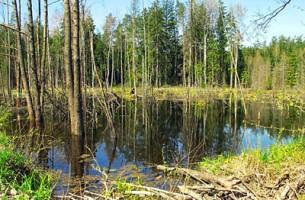 В Березинском заповеднике представители 14 стран обсудили болота