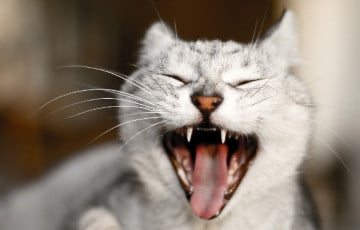 Ученые рассказали, почему кошачье мяуканье — инструмент манипуляции