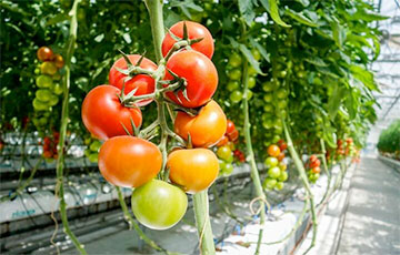 Из Московии вернули 35 тонн зараженных беларусских помидоров
